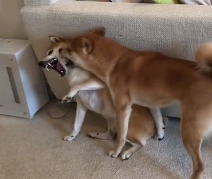 日本柴犬兄弟超级爱打架 妈妈狮哄秒变乖宝宝 日本柴犬兄弟超级爱打架 妈妈狮哄秒变乖宝宝