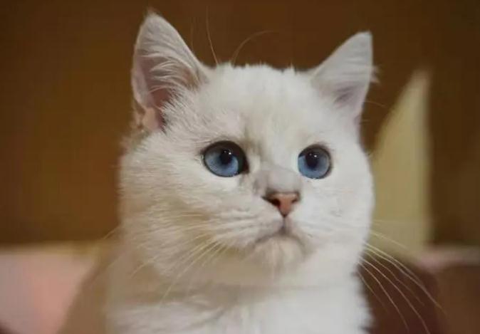 母猫在几个月大的时候发情