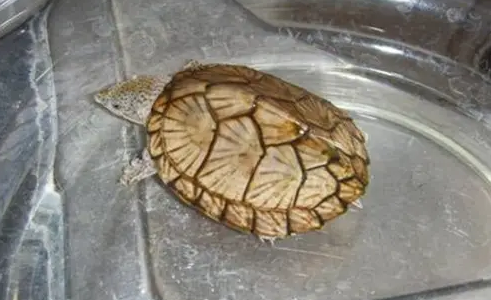 冬眠过后,刀背麝香龟不吃不喝的原因找到了! 冬眠过后,刀背麝香龟不吃不喝的原因找到了!
