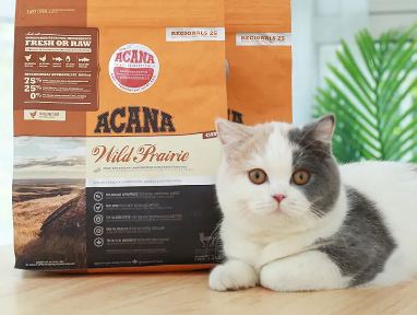 爱肯拿和渴望猫粮哪个好 爱肯拿和渴望猫粮哪个好