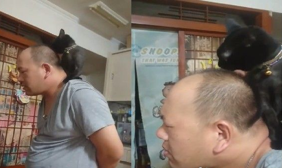 黑猫超爱爸爸 跳到人家肩膀上舔头顶不停撒娇