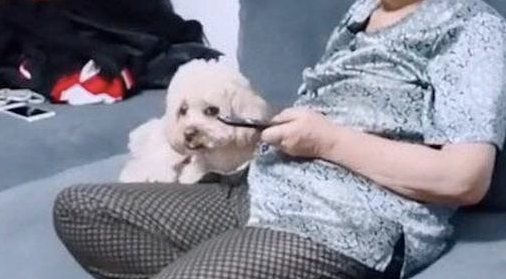 孩子用手指了小狗狗,没想到它还向妈妈控诉,这就是说狗仗人势吗?
