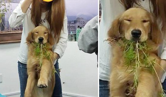 採花贼！调皮阿金采花被马麻抓包模样超可爱