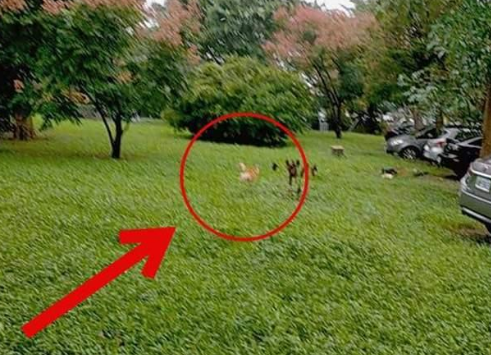 柴犬挣脱绳子,越叫越走气死人!最后主人用妙招让它乖乖回来 柴犬挣脱绳子,越叫越走气死人!最后主人用妙招让它乖乖回来