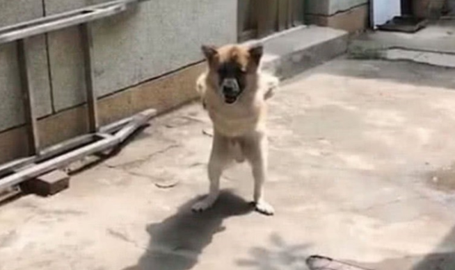 狗狗走路方法特奇特，身背双手好似小老头，身后缘故却令人泪崩