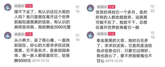 养了两年的土狗丢失，患病主人苦找55天，悬赏千元寻狗