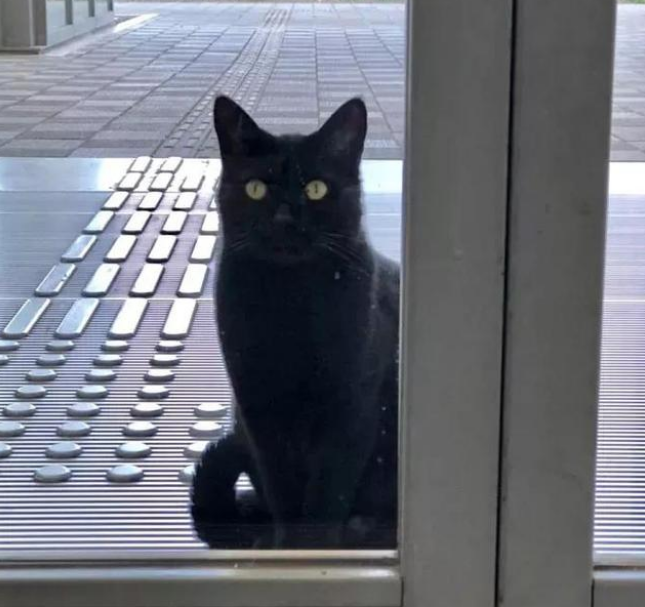 连续闯馆四年,黑猫对美术馆的执着没能感动保安大叔却捧红了自己 连续闯馆四年,黑猫对美术馆的执着没能感动保安大叔却捧红了自己