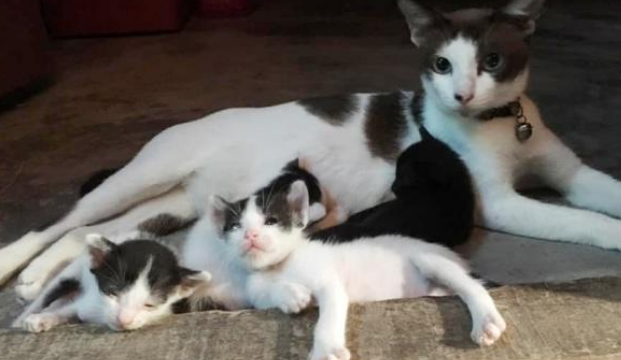 铲屎官捡到怀孕流浪猫,家猫竟跑去吃奶,丢不丢猫? 铲屎官捡到怀孕流浪猫,家猫竟跑去吃奶,丢不丢猫?