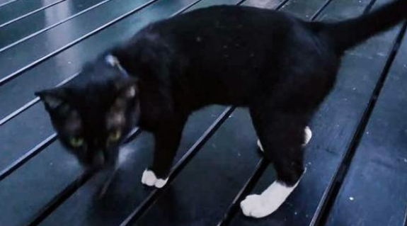 捡到一只黑猫警长,以为是走失的,猫项圈里的字条内容令人动容 捡到一只黑猫警长,以为是走失的,猫项圈里的字条内容令人动容