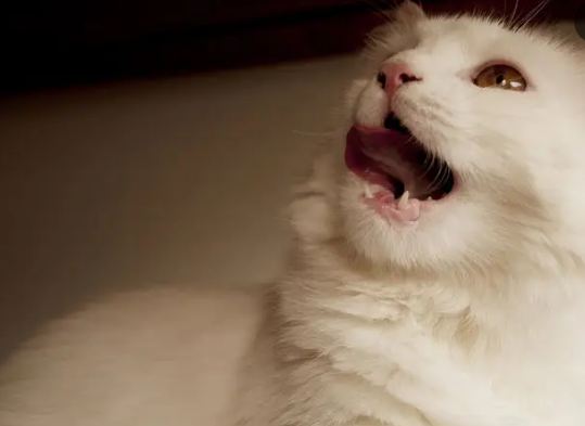 猫张着嘴喘气是怎么了