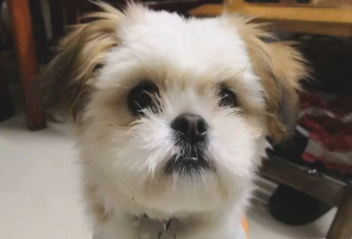 遛猫遛狗时被流浪犬追随，女生喂它点狗粮后，自己狗子见到却超凶了