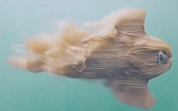 狗狗去游水，漏水大半天没有任何的动静，看了耗子把主人家吓了一跳