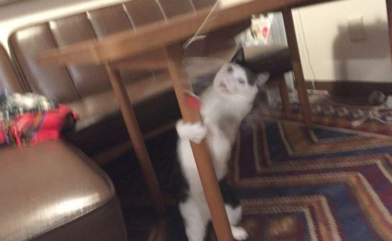 猫咪也有猫咪保姆啦！拍照质量还是有待提高