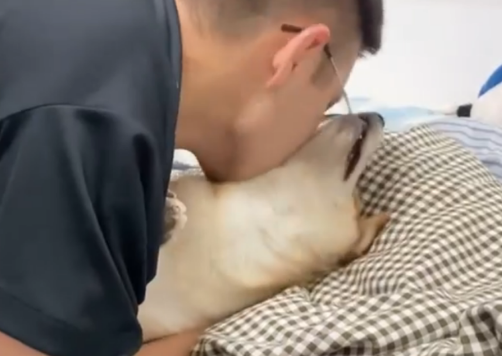 面对主人狂吻，柴犬一脸生无可恋！但有的狗狗并不喜欢亲吻拥抱