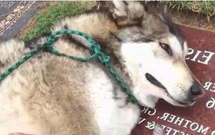 主人死去后 狗狗在其墓碑上泣不成声 主人死去后 狗狗在其墓碑上泣不成声