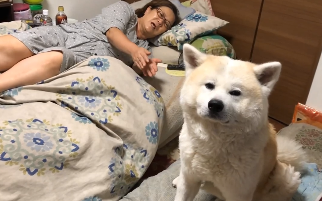 秋田犬进卧房不做声,小主人下学回家才搞清楚,萌化主人家的心 秋田犬进卧房不做声,小主人下学回家才搞清楚,萌化主人家的心