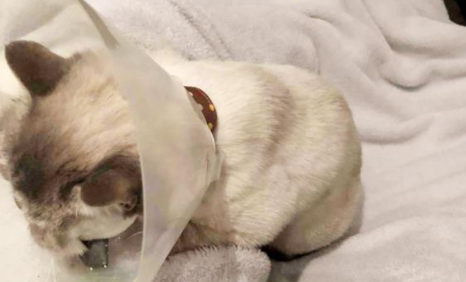 短毛猫从18楼坠落后奇迹生还，主人为救猫众筹药费