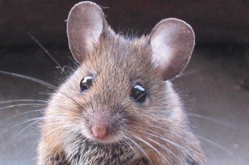 如何挑选大林姬鼠?记住这几个标准!