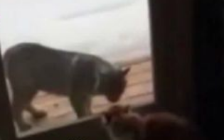 不速之客山猫入侵民宅 家猫低吼威吓劝退山猫 不速之客山猫入侵民宅 家猫低吼威吓劝退山猫