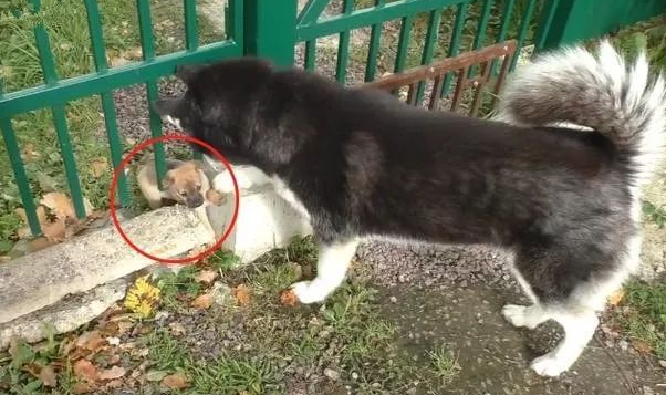 二哈在废料工厂发觉3只奶狗，主人刚想抱走，結果狗妈来啦