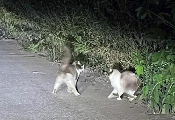 荒无人烟的马路边，生活着7只名贵宠物猫