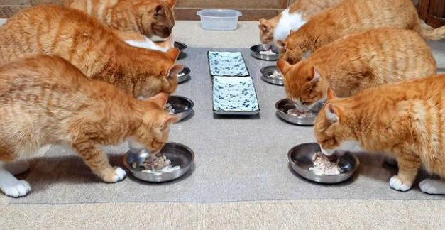 为救生病小猫,流浪猫步行2公里带人类去看孩子,自己竟消失不见 为救生病小猫,流浪猫步行2公里带人类去看孩子,自己竟消失不见