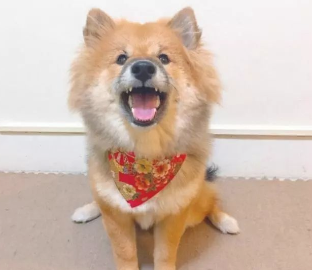 买的柴犬,被别人取笑像一只熊,几个月后狗狗极致成长 买的柴犬,被别人取笑像一只熊,几个月后狗狗极致成长
