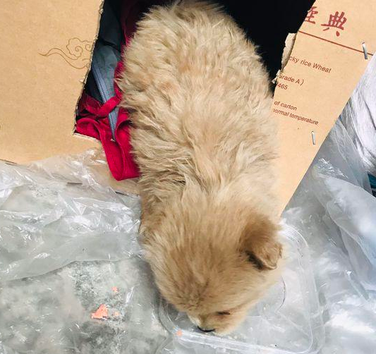 流浪小奶狗被丢马路边,女生抱家时给它做个狗狗的窝,狗狗很难不害怕冷了 流浪小奶狗被丢马路边,女生抱家时给它做个狗狗的窝,狗狗很难不害怕冷了