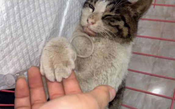 猫咪被车撞成重伤，医生建议安乐死，救助人一句话改变喵生
