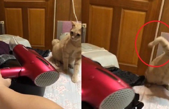 温柔喵唯独见到吹风机 就会瞬间化身武打喵