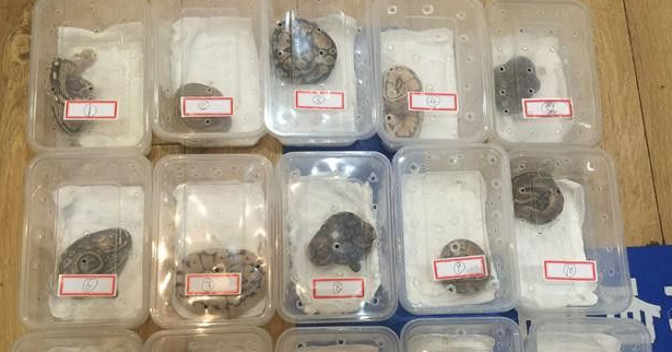 网购宠物蛇 收到的却是国家保护动物球蟒