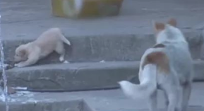 流浪犬送去狗崽后离去,漂亮美女偷偷追踪,见到的一幕禁不住痛哭! 流浪犬送去狗崽后离去,漂亮美女偷偷追踪,见到的一幕禁不住痛哭!