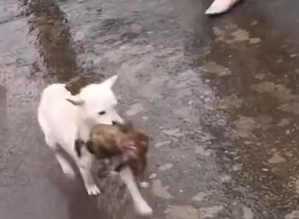狗妈妈跳入洪水救子，小狗崽最终逃离险境