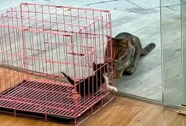 救了一只小猫,猫妈妈找上门要孩子,确认小猫有家后它转身离开 救了一只小猫,猫妈妈找上门要孩子,确认小猫有家后它转身离开