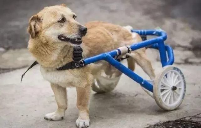 狗狗被车碾压致重伤，主人嫌弃不想救，好心人为它安装轮椅