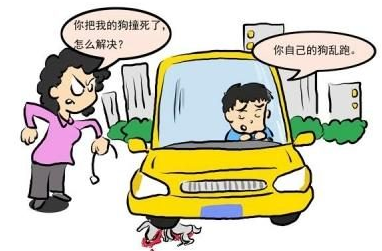 法斗犬没系牵引绳被车撞死，杭州妹子却将车主告上法庭！