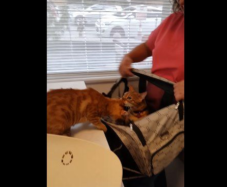 超有义气的一只猫 要逃命也绝不丢下同伴!