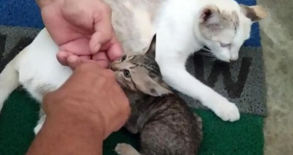 失去小猫的流浪猫妈,每天郁郁寡欢,直到它遇见另一只流浪奶猫 失去小猫的流浪猫妈,每天郁郁寡欢,直到它遇见另一只流浪奶猫