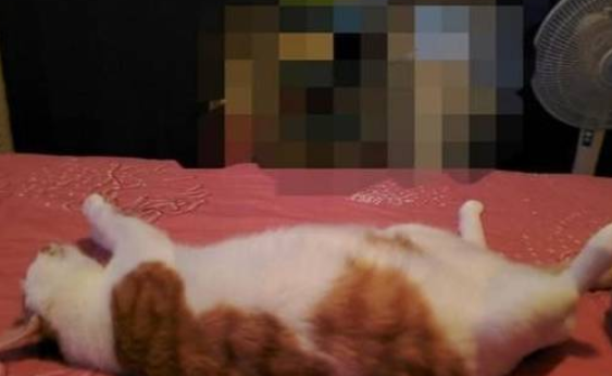 主人一早发现,床上老婆变成猫咪,网友:醒醒,你根本没有老婆 主人一早发现,床上老婆变成猫咪,网友:醒醒,你根本没有老婆
