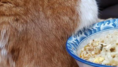 猫主子的花式取暖 让奴才超级崩溃