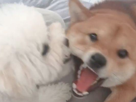 把泰迪交到柴犬,回家见到这幕主人笑喷,柴犬:来人啊!耍流氓啦 把泰迪交到柴犬,回家见到这幕主人笑喷,柴犬:来人啊!耍流氓啦