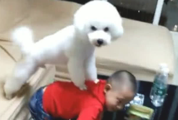 主人家在厨房做菜,忽然听见孩子哭声,跑出一看吓住赶快劝狗子 主人家在厨房做菜,忽然听见孩子哭声,跑出一看吓住赶快劝狗子