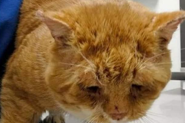 橘猫敲门求助，医生道出无奈真相：不救，它可能活不过冬天！