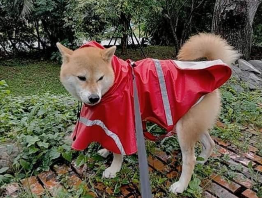 柴犬挣脱绳子,越叫越走气死人!最后主人用妙招让它乖乖回来 柴犬挣脱绳子,越叫越走气死人!最后主人用妙招让它乖乖回来