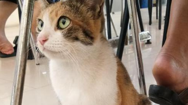 美食广场的流浪猫,自学多种技能,只为讨口饭 美食广场的流浪猫,自学多种技能,只为讨口饭
