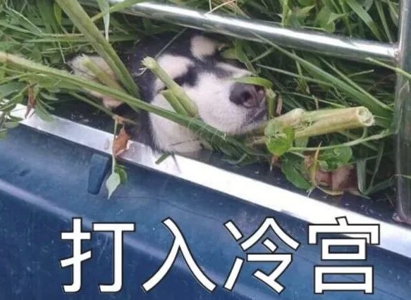两只狗坐车,二哈的待遇也太特殊了 两只狗坐车,二哈的待遇也太特殊了