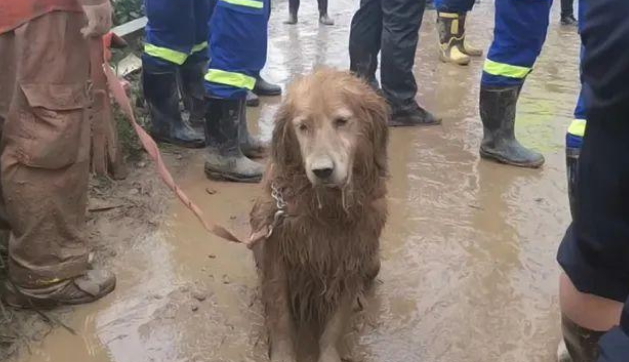 搜救犬连续工作13小时成“泥猴”：不要灾难时才想起它们的好！