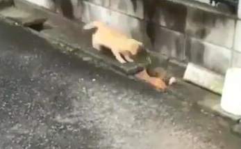两橘猫隔着水沟玩游戏 超有趣互动被全程录下
