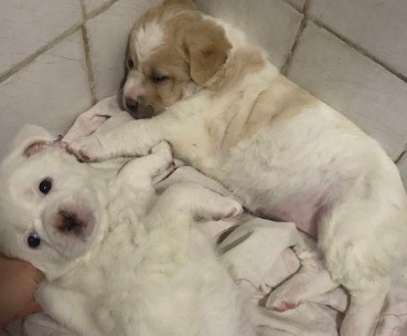 捡回家了二只流浪犬，小宝贝把腹部吃得圆圆的的，害怕下一顿没饭吃