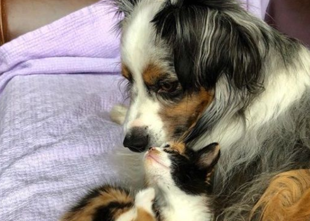 新领养的小猫咪 把狗兄弟从丧友之痛中拯救出来 新领养的小猫咪 把狗兄弟从丧友之痛中拯救出来